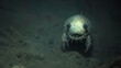 As the camera descends into the dark waters a bizarre creature comes into view. Its large eyes glow in the darkness giving it an otherworldly appearance. This species found