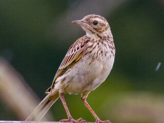 australasian pipit in queensland australia