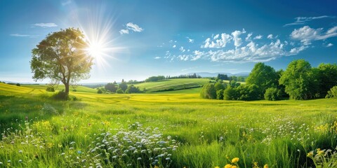 big tree on green field and blue sky with clouds, summer landscape
