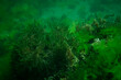 Green algae in the Sea of Marmara