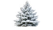 © master graphics  - snow covered fir tree isolated on transparent background