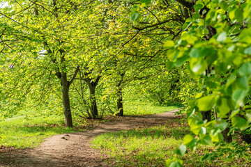 Fresh green tree leaves, frame. Natural background.spring trees in bright sunlight An Ode to Spring