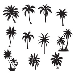 Wall Mural - set of palm trees, Isolated palm on the white background. Palm silhouettes.	