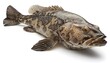 giant rock cod on white background