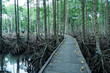 wooden bridge along the mangrove forest path. mangrove forest tourist destination