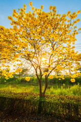 Wall Mural - Beautiful blooming Yellow Golden Tabebuia Chrysotricha flowers of the Yellow Trumpet that are blooming with the park in spring day in the garden and sunset sky background in Thailand.