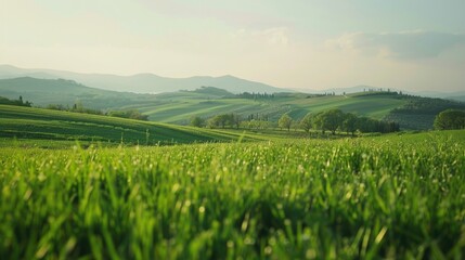 Sticker - A serene landscape of green grass with rolling hills in the background. Perfect for nature and outdoor themes