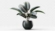 Large house rubber plant in modern pot or vase isolated on transparent background
