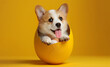Corgi puppy on a yellow background in an Easter egg. Happy Easter. Wide-angle horizontal wallpaper or web banner.