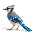 side view of a Blue Jay on transparency background PNG