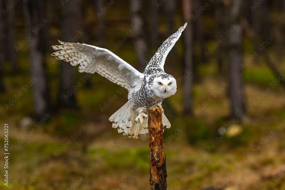 Snowy owls Bubo scandiacus is a monotypical species of owl in the ...