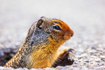 Canvas Print - Columbian ground squirrel looking up from a hole in the ground