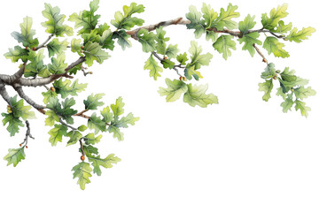 watercolor cutout tropical oak branch with green leaves, foreground on transparent background