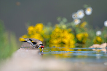 Wall Mural - Bird drinking water. European Goldfinch (Carduelis carduelis).