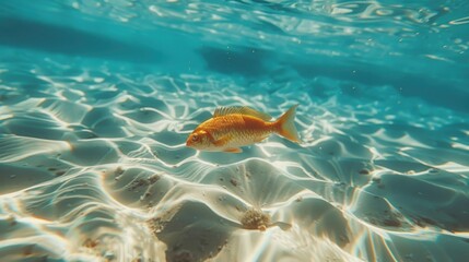 Wall Mural - sea fish underwater and white sand, life of sea