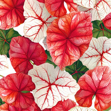 Red Caladium Leaves Pattern Or Elephant Ear The Tropical Foliage Plant Bush With Fancy Variegated Leaves White Background