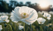 closeup of an Ethereal white poppy flower against a soft sky, generative AI