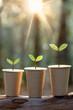 Three eucalyptus seedlings in paper disposable coffee cups represent sustainable growth in the forestry business