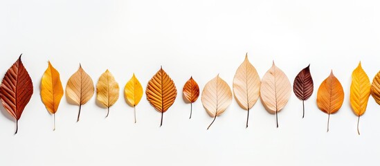 Fototapete - Vibrant Array of Colorful Fall Leaves Creating a Seasonal Artistic Display on White Background