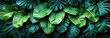 Lush Green Banana Leaves in Close-Up Tropical Background.