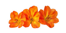 Oranges Flower On White Background, Rhododendron Vireya Tropic Glow: Trusses Of Large Orange Flowers With A Golden Yellow Throat