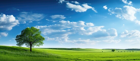 Wall Mural - Solitary Tree Standing Proudly in a Lush Green Field Beneath a Clear Blue Sky