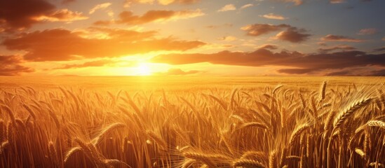 Wall Mural - Golden Hour Glow: Stunning Wheat Field Bathed in Warm Sunset Light