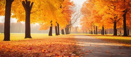Fototapete - Tranquil Path Winds Through a Vibrant Autumn Park with Lush Foliage and Colorful Trees
