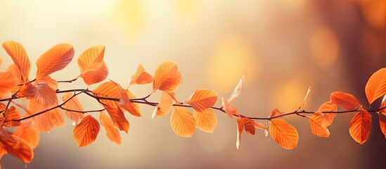 Aufkleber - Vibrant Autumn Foliage Background with Selective Focus on Branches and Leaves