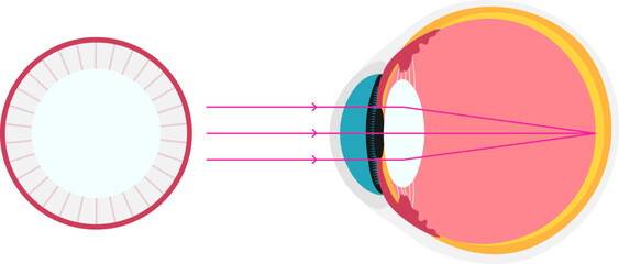 Sticker - eye academic diagram structure anatomy