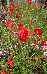 Wall Mural - beautiful bright red poppies and other flowers