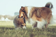 2 Collies in Interaktion Hund Langhaar sable Erwachsen und Welpe, Baby outdoor im Frühling Var. 1