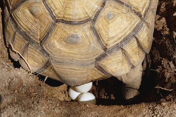 Wall Mural - Close up eggs of African spurred tortoise,Tortoise eggs