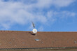 Fernsehantenne und Parabolspiegel auf einem Dach