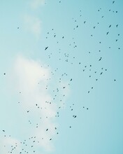 Birds Flying In The Sky 
