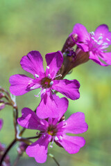 Wall Mural - Viscaria vulgaris, the sticky catchfly, clammy campion. Close-up. Place for text.