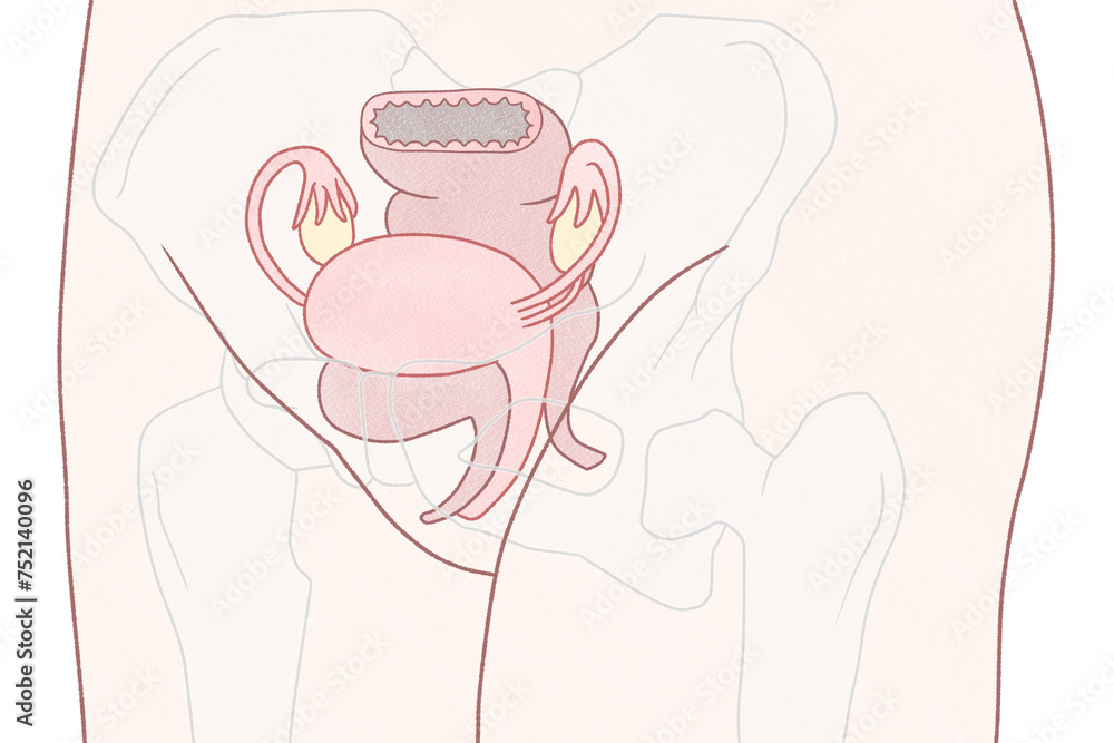 Blank Female Pelvic Anatomy Diagram Unlabeled Stock Illustration Blank female pelvic anatomy diagram unlabeled stock illustration