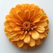 Marigold flower isolated on white shadow with background. Marigold flower top view. Orange marigold flower flat lay. Orange flower isolated
