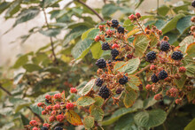 Black Ripe And Red Ripening Blackberries On Green Leaves Background.