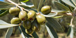 Spain. Olives on olive tree branch. Closeup of green olives fruits in sunny day