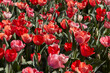 Tulip flowers and field in red and pink colors texture background in spring sunlight