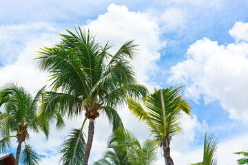 Wall Mural - Tropical palm trees with blue sky and white clouds background.