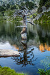 Tree in the mountain lake (morning reflections)