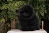 Fototapeta Zwierzęta - black pomeranian spitz puppy portrait outdoors