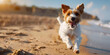 A cute dog running near  the beach ,