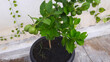 ornamental plants and lime vegetables or Citrus aurantifolia in pots