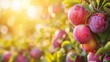 Harvest of ripe plums on a branch in the garden, agribusiness business concept, organic healthy food and non-GMO fruits with copy space