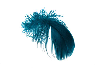 Wall Mural - blue feathers on white isolated background