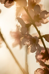 Wall Mural - Close-up of fragile blossoms on a tree limb.