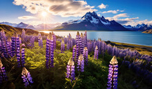 Beautiful summer landscape with a stunning morning view of a cape and mountain, accompanied by blooming lupine flowers.